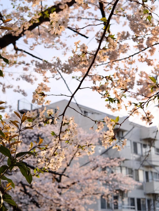 🌸 Meguro River Cherry Blossoms Are Beautiful, But I Prefer This Quiet Hidden Gem