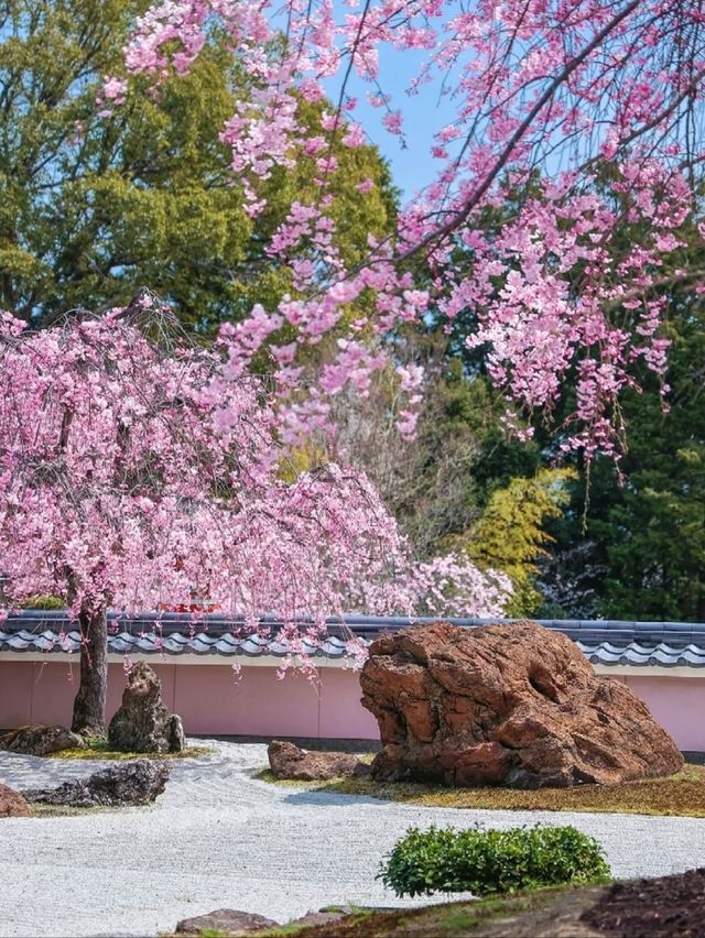 Kyoto's Shoboji Temple: A Serene Encounter with Weeping Cherry Blossoms
