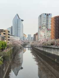 東京｜目黑川的櫻花奇觀