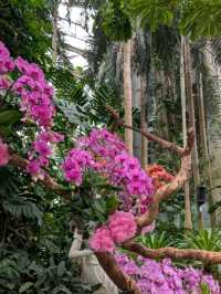A Dream Among Orchids: A Stroll Through Shanghai Botanical Garden