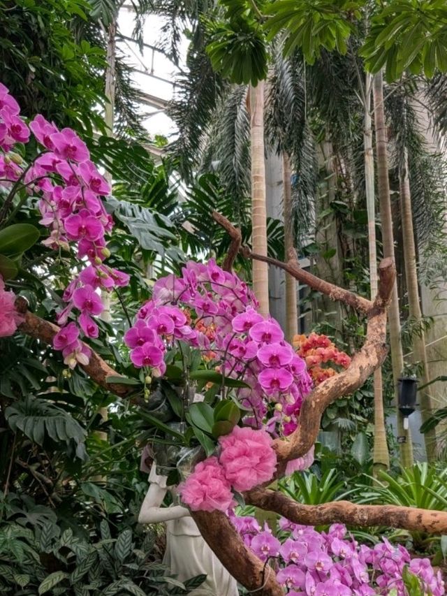 A Dream Among Orchids: A Stroll Through Shanghai Botanical Garden