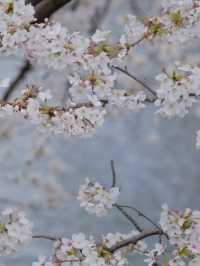 Tama River Embankment Sakura | Tokyo's Serene Riverside Blossom Escape