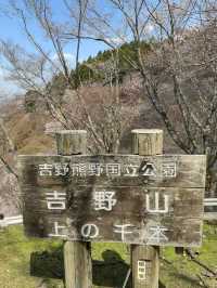 Yoshinoyama: Japan’s Sacred Mountain of a Thousand Blossoms