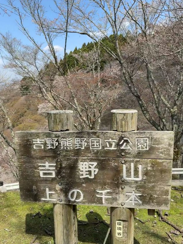 Yoshinoyama: Japan’s Sacred Mountain of a Thousand Blossoms