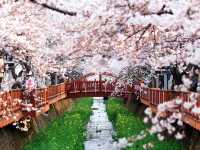 Jinhae Gunhangje Festival: Korea’s Most Spectacular Cherry Blossom Extravaganza**   