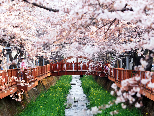 Jinhae Gunhangje Festival: Korea’s Most Spectacular Cherry Blossom Extravaganza**   