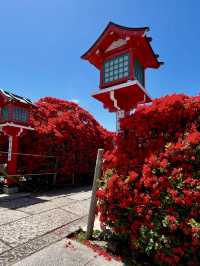 Brilliant Red Blossoms at Nagaoka Tenmangu!