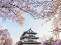日本三大賞櫻名所之一：弘前公園櫻花海