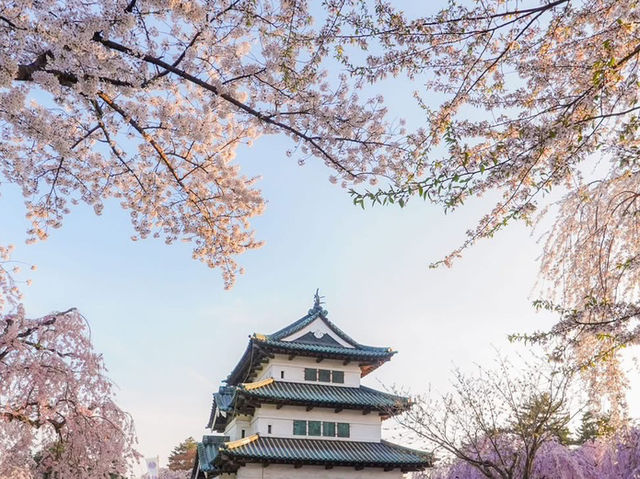 日本三大賞櫻名所之一：弘前公園櫻花海