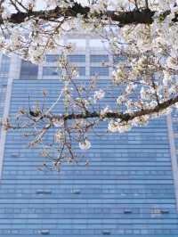 🌸 Romantic Cherry Blossom Spot in Ningbo: A Must-Visit Near the Metro! 🌸