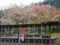 阿里山國家風景區-管理處暨觸口遊客中心