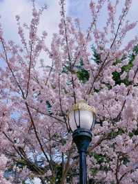 Dalian Flower Viewing Today｜Spring’s Serenity Returns Beneath the Sakura Trees 🌸