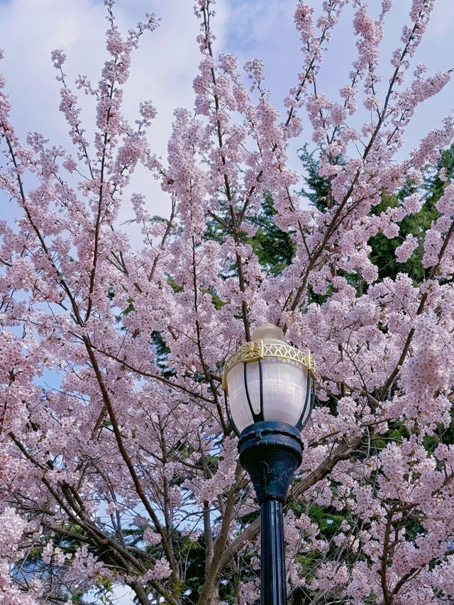 Dalian Flower Viewing Today｜Spring’s Serenity Returns Beneath the Sakura Trees 🌸