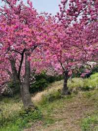 Double Cherry Blossoms at Busan Democracy Park