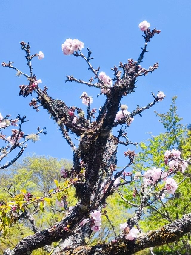 嘉義阿里山櫻花繽紛綻放