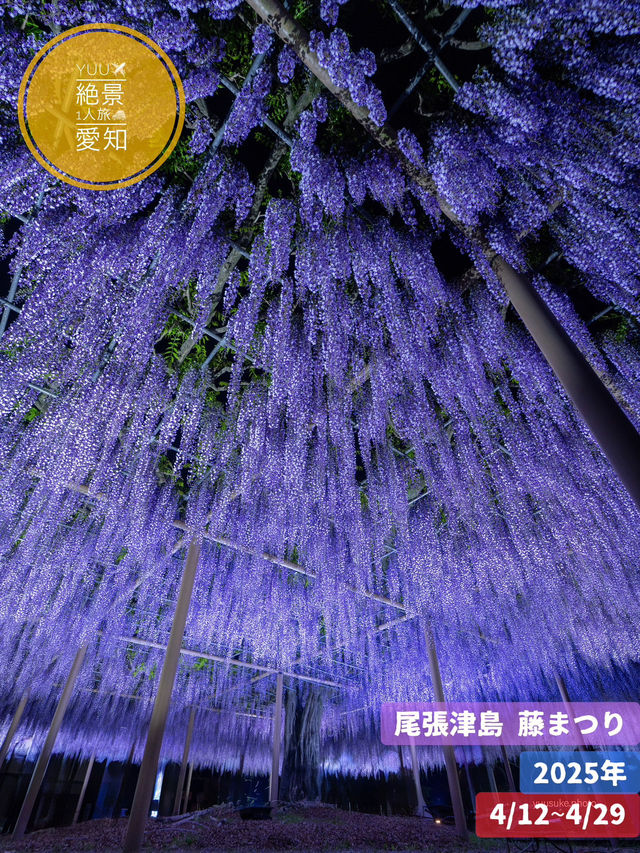 え？これ無料で見れるん？死ぬ前に絶対に見ておきたい藤棚の絶景✨