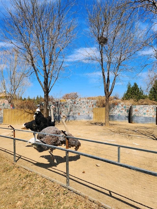 免門票看熊貓就在唐山動物園！！