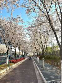 Fengchuang Road Cherry Blossoms-Nanjing’s Secret Urban Sakura Boulevard