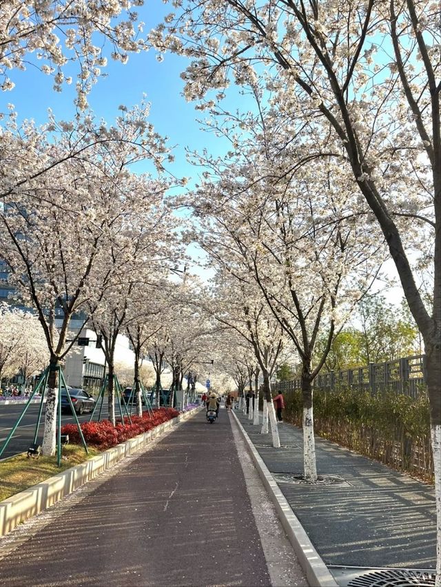 Fengchuang Road Cherry Blossoms-Nanjing’s Secret Urban Sakura Boulevard