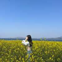 봄제주봄🌼 제주의 봄 보러오세용