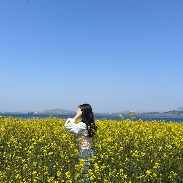 봄제주봄🌼 제주의 봄 보러오세용