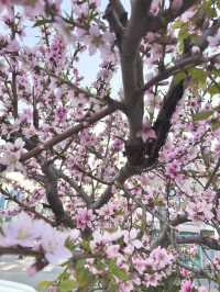 Springtime Magic in Nanchuan-dong: Cherry Blossom Delight