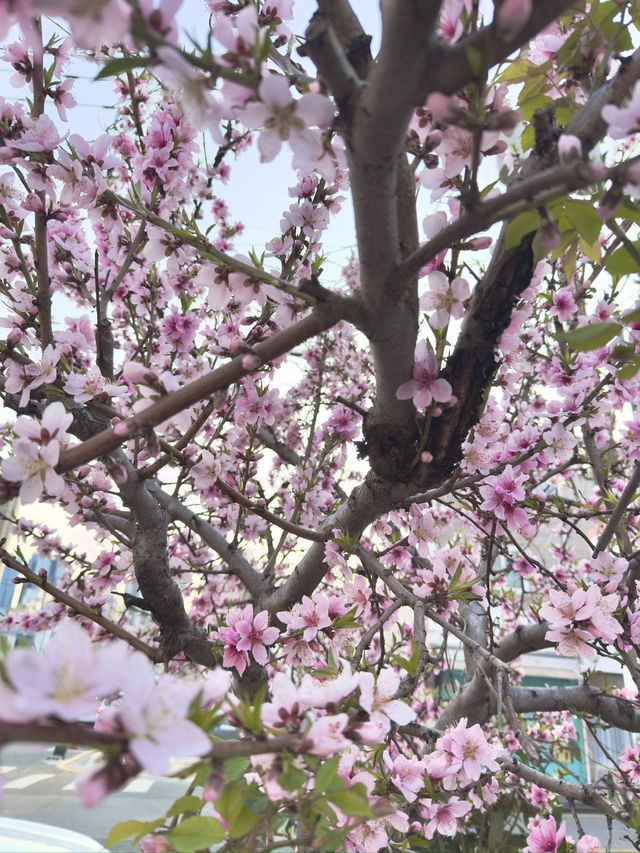 Springtime Magic in Nanchuan-dong: Cherry Blossom Delight