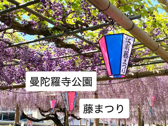 【限定イベント】曼陀羅寺公園の藤まつり