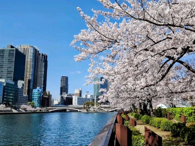 大阪城市綠洲---南天滿公園的櫻花長廊