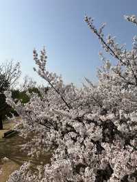 🌸首爾櫻花之旅🌸🇰🇷