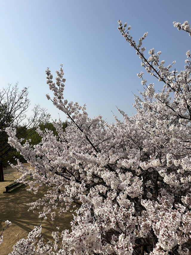 🌸首爾櫻花之旅🌸🇰🇷