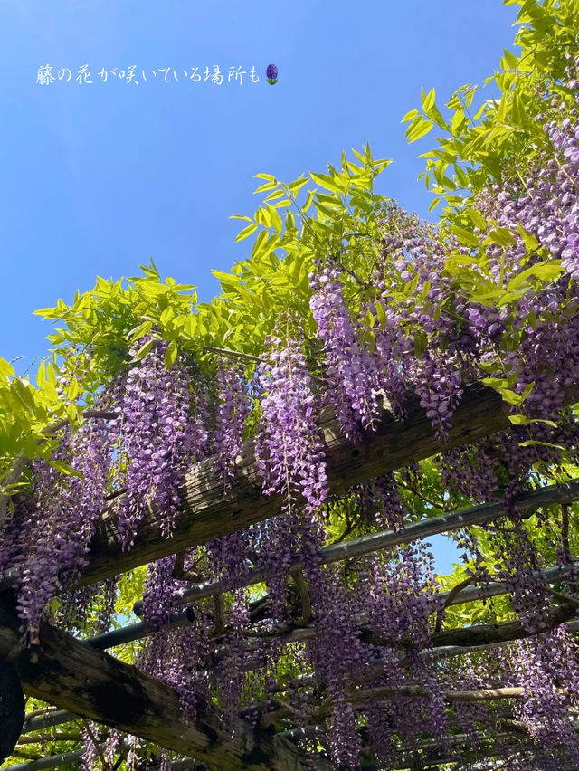 茨城でも綺麗な藤の花、つつじが見れる💐いばらきフラワーパーク