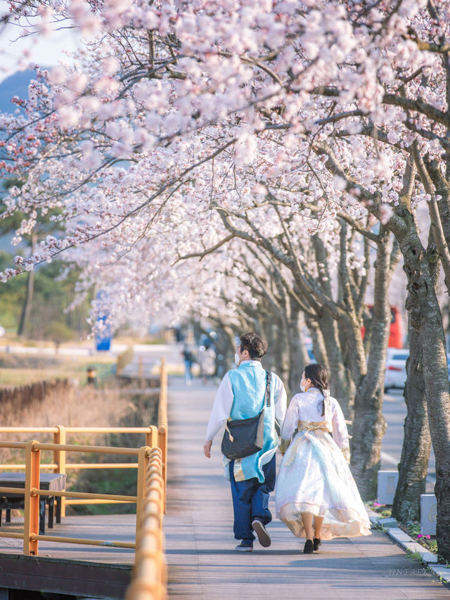 My N-th Spring in Korea, Healed by Cherry Blossoms 🌸