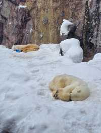 Asahikawa Winter Escape: Snow Sculptures, Penguins & Private Onsen Bliss