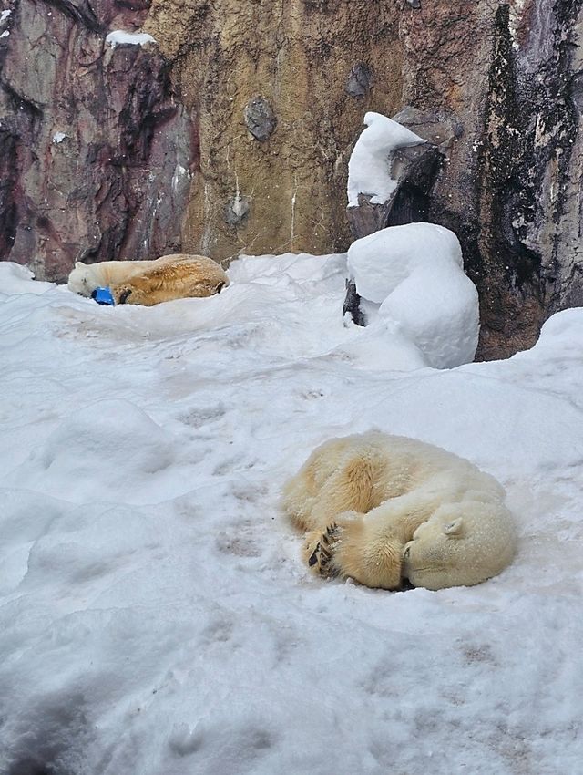 Asahikawa Winter Escape: Snow Sculptures, Penguins & Private Onsen Bliss