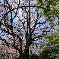 Sakura Magic at Taizo-in 🌸