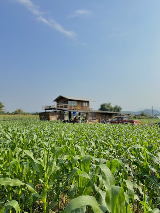 ที่พักวิวดอยหลวงเชียงดาว จ.เชียงใหม่ 🏡⛰️🌤️🐶