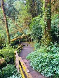 Your Springtime Escape into Chiang Mai’s Cloud Forest
