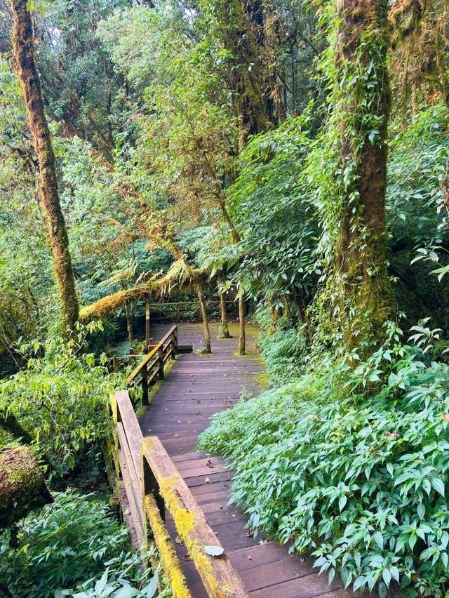 Your Springtime Escape into Chiang Mai’s Cloud Forest