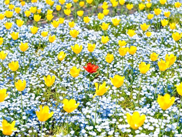 Osaka’s Underrated Springtime Escape