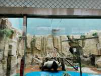 Chengdu Zoo 