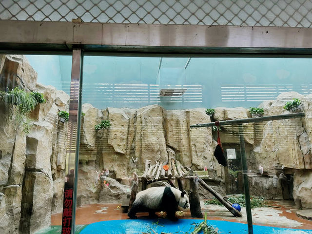 Chengdu Zoo 