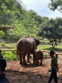🇹🇭泰國清邁Kerchor 大象保護公園🐘✨不強迫大象的友善環境