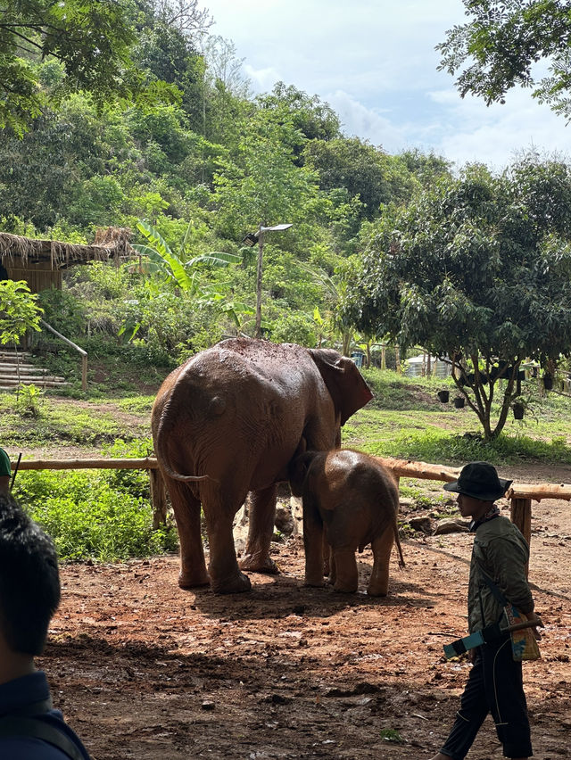 🇹🇭泰國清邁Kerchor 大象保護公園🐘✨不強迫大象的友善環境