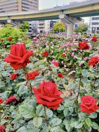 A Local Stroll Through Kitahama – Pancakes, Roses & Riverside Calm
