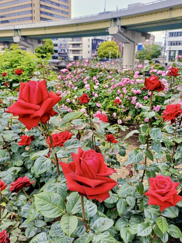 A Local Stroll Through Kitahama – Pancakes, Roses & Riverside Calm
