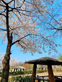 Title: Yongsan Family Park – A Tranquil Retreat in the Heart of Seoul