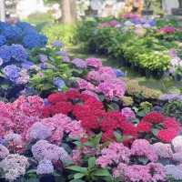 ～繡球花下～東莞人民公園～