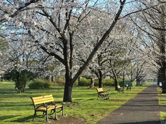 都内でもネモフィラ🌼