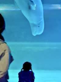 Dive into Wonder: A Day at Lotte World Aquarium
